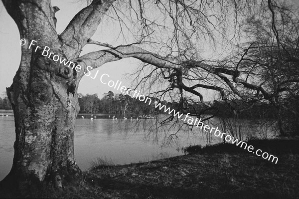 LAKE IN WINTER